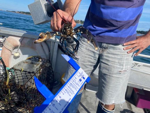 Pêche au homard avec mesure